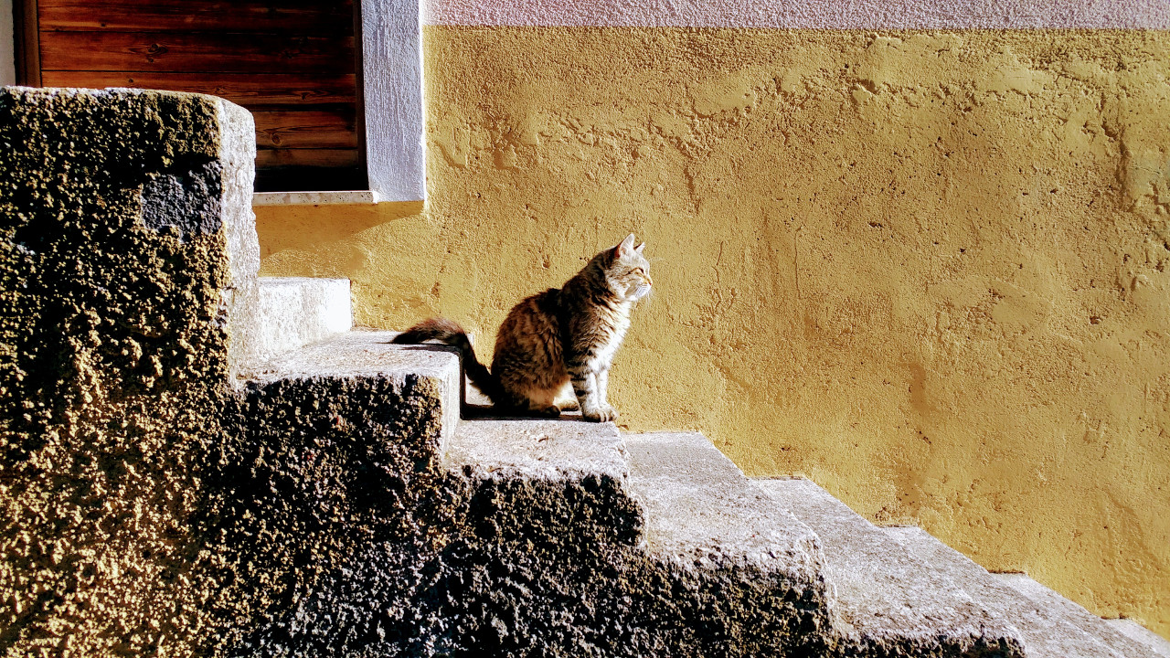 Gatti del Giovenzano associazione no profit tutela gatti liberi