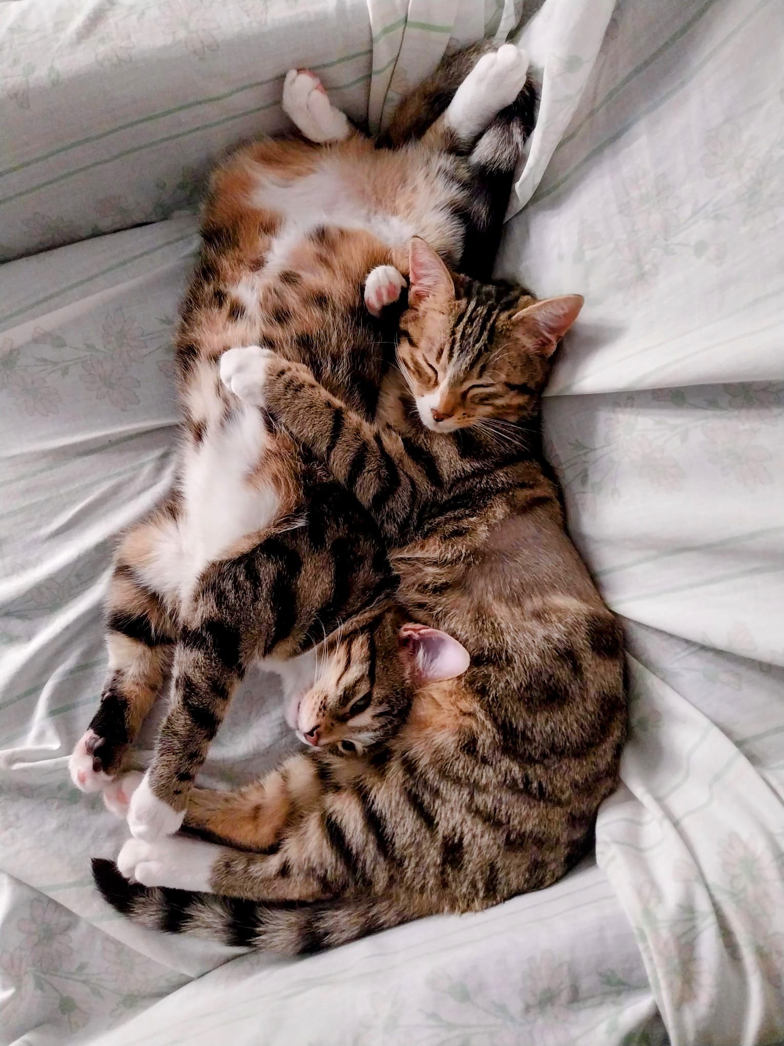 Gatti del Giovenzano: Rudy e Misha