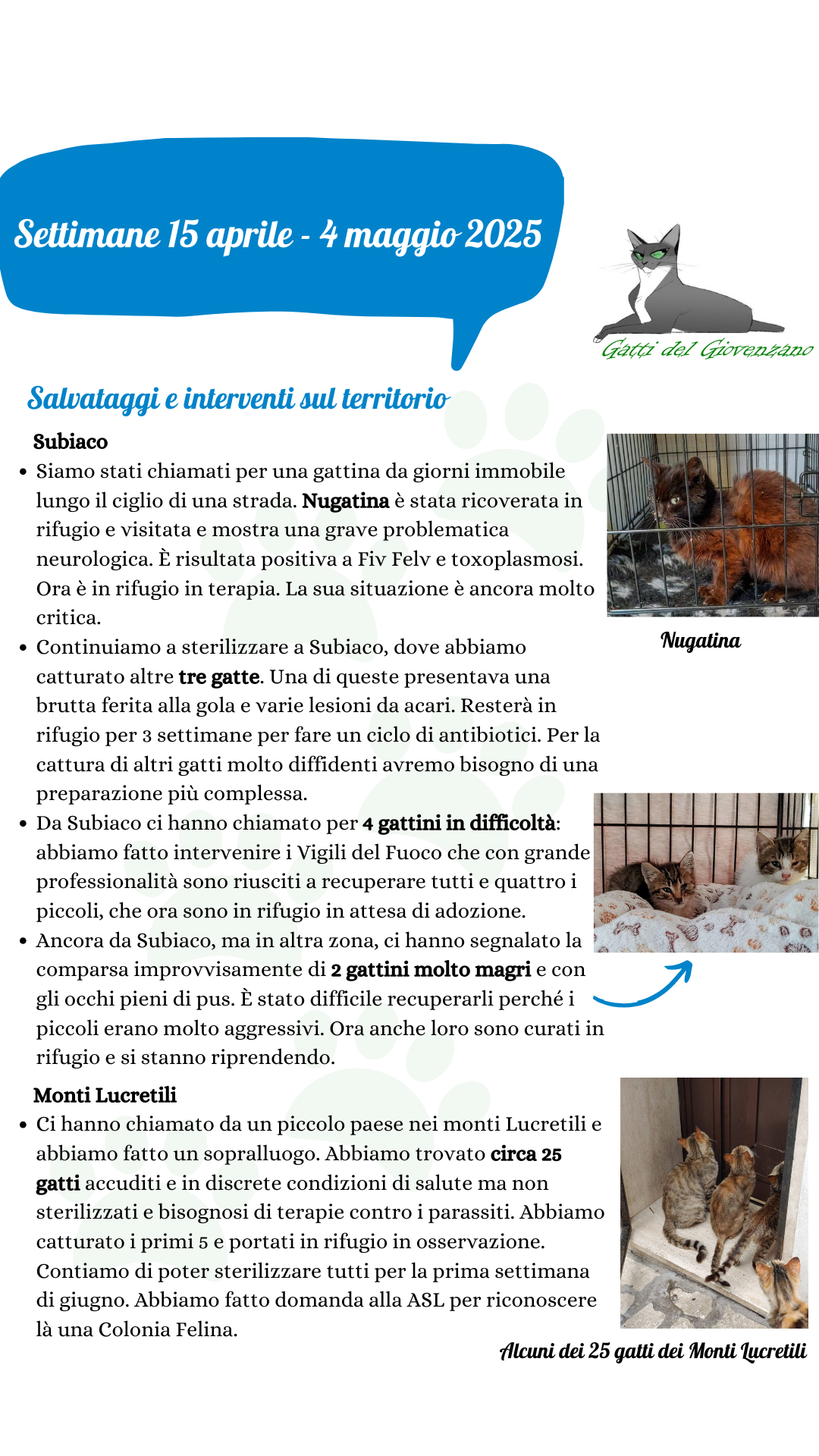 Gatti del Giovenzano riassunto attività dal 15 aprile al 4 maggio 2025